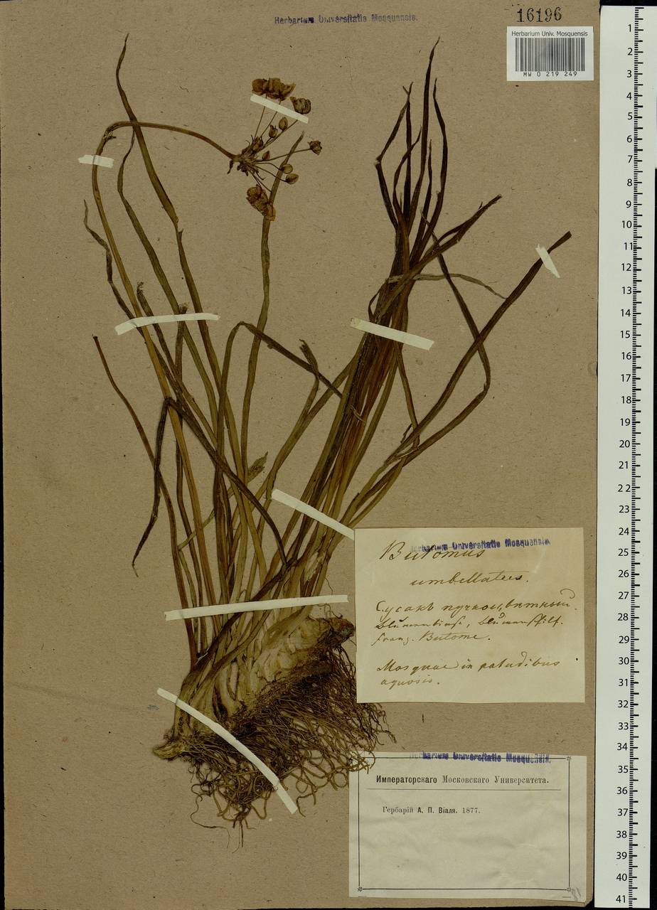 Butomus umbellatus L., Eastern Europe, Moscow region (E4a) (Russia)