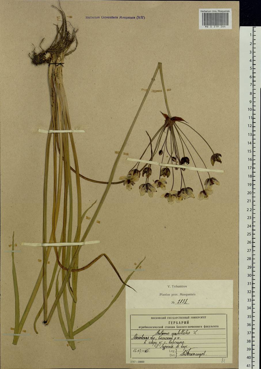 Butomus umbellatus L., Eastern Europe, Moscow region (E4a) (Russia)