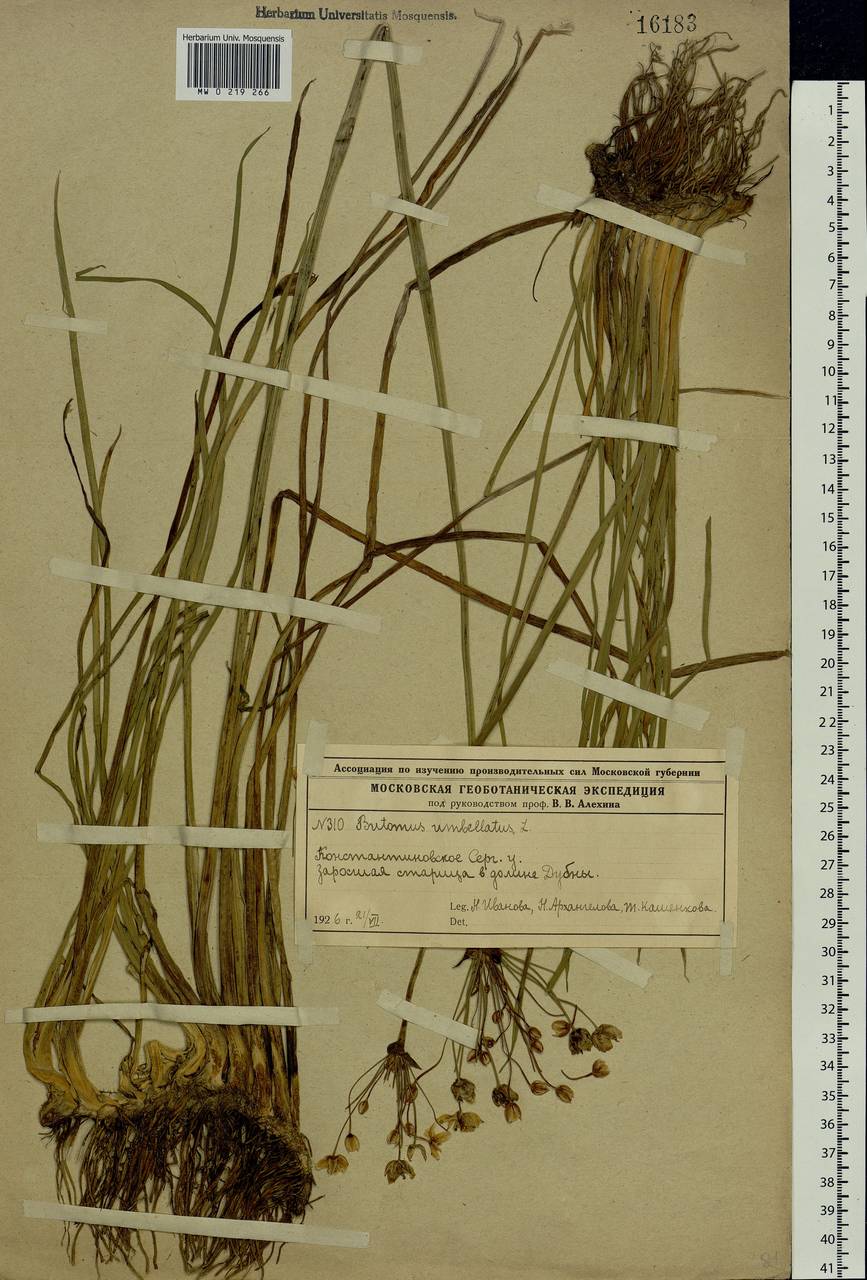 Butomus umbellatus L., Eastern Europe, Moscow region (E4a) (Russia)