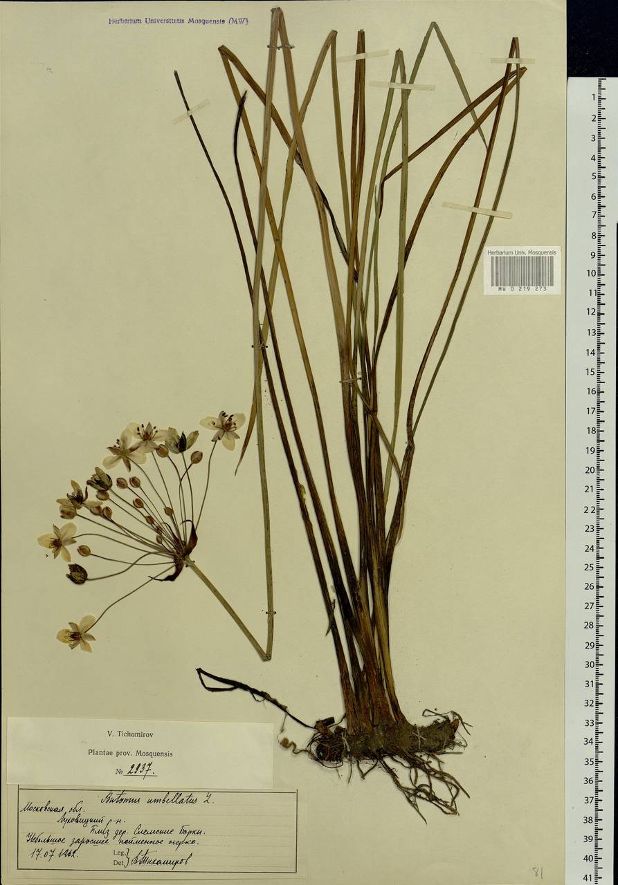 Butomus umbellatus L., Eastern Europe, Moscow region (E4a) (Russia)