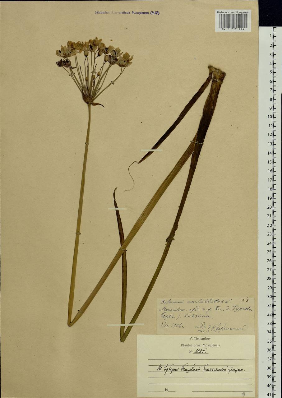 Butomus umbellatus L., Eastern Europe, Moscow region (E4a) (Russia)