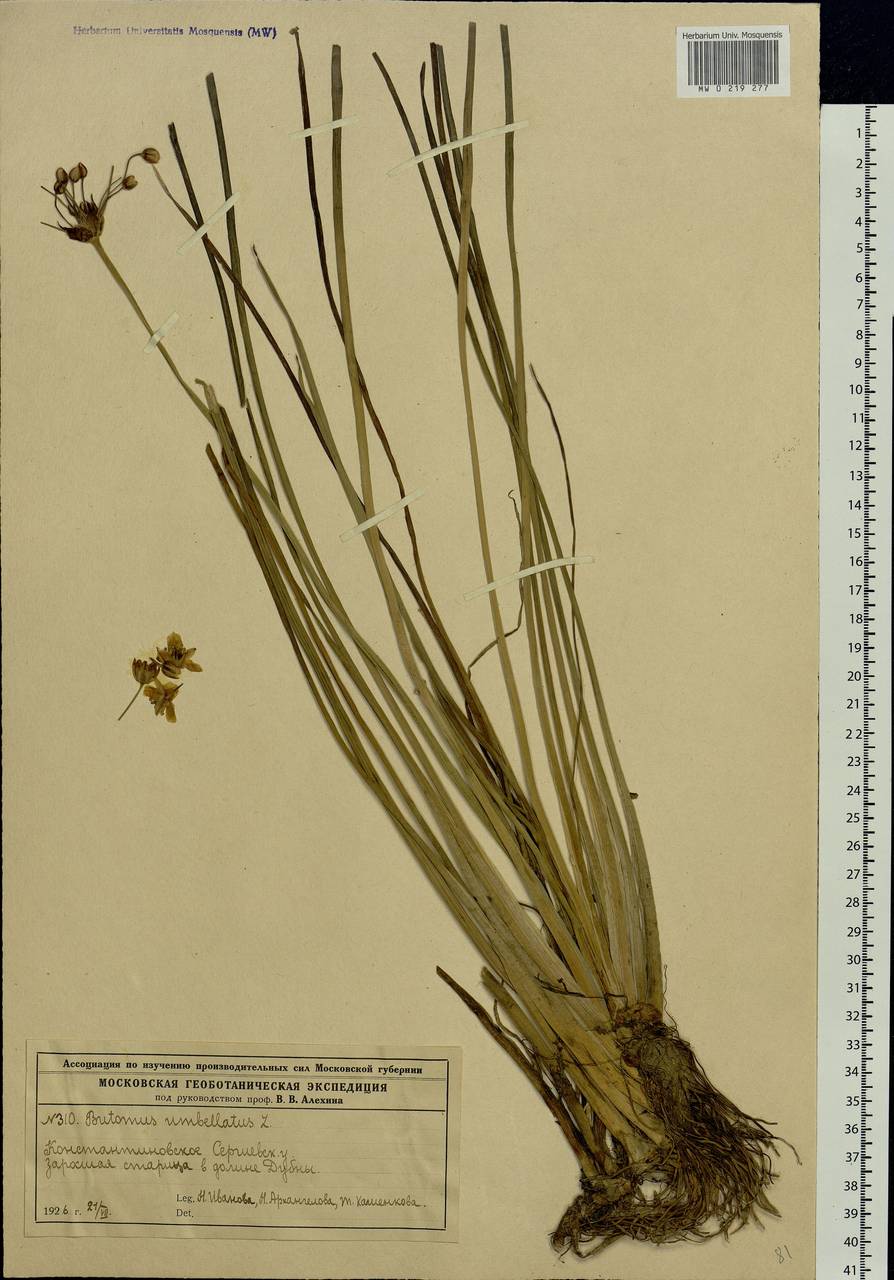 Butomus umbellatus L., Eastern Europe, Moscow region (E4a) (Russia)