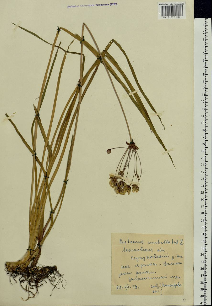 Butomus umbellatus L., Eastern Europe, Moscow region (E4a) (Russia)