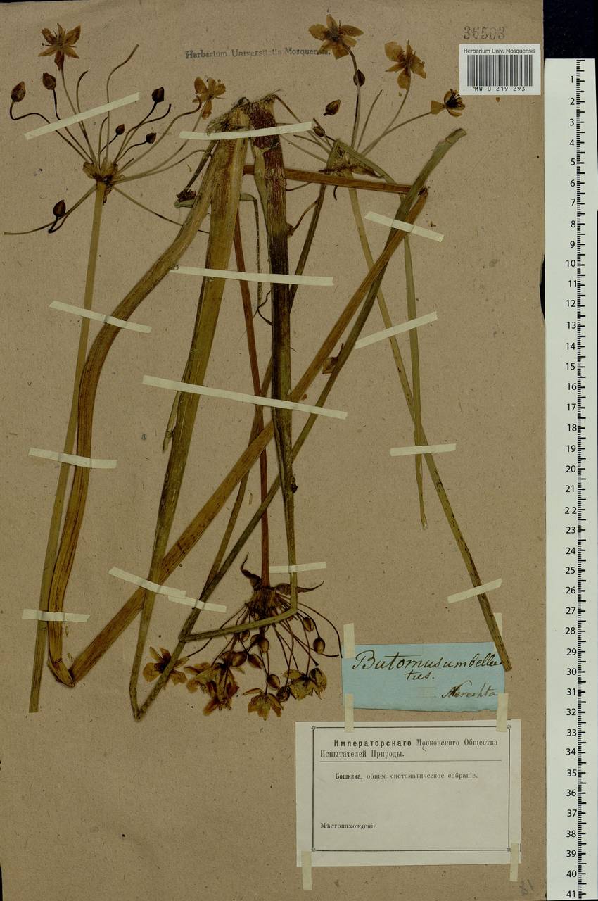 Butomus umbellatus L., Eastern Europe, Central forest region (E5) (Russia)