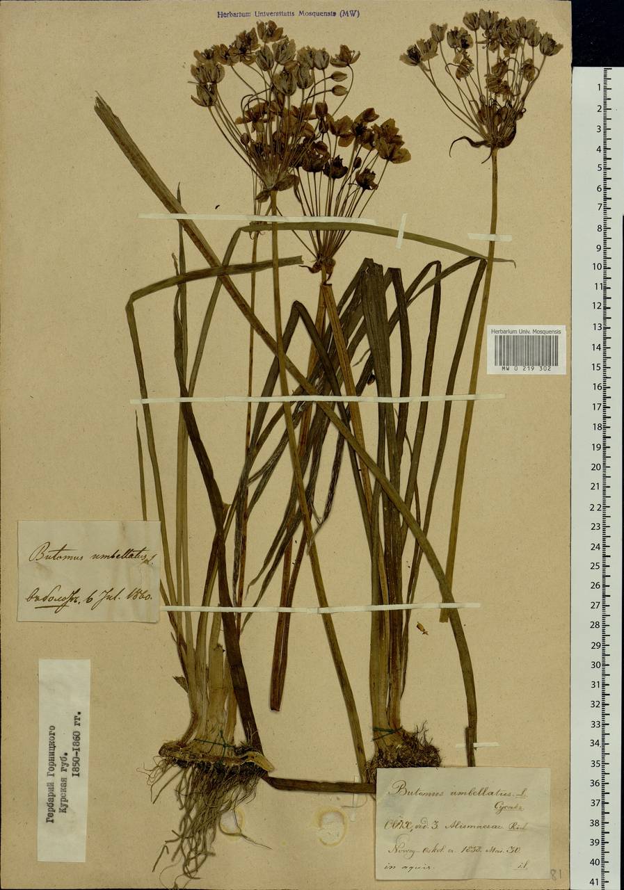 Butomus umbellatus L., Eastern Europe, Central forest-and-steppe region (E6) (Russia)