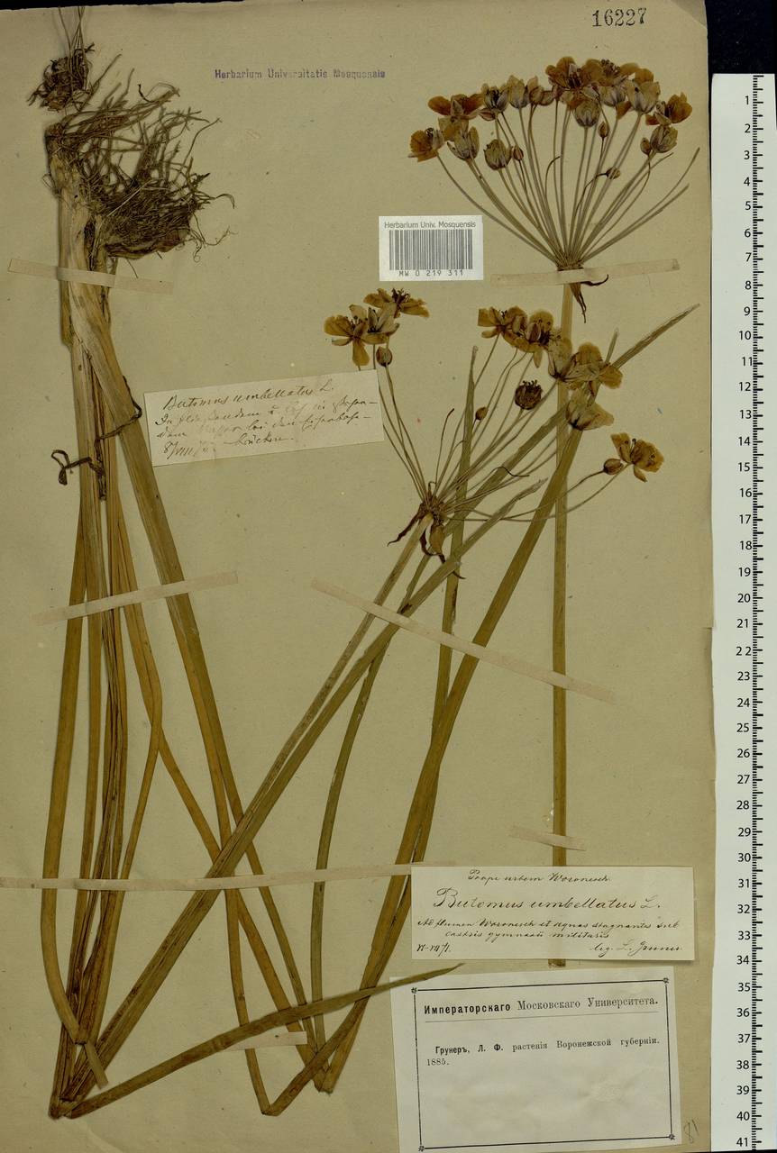 Butomus umbellatus L., Eastern Europe, Central forest-and-steppe region (E6) (Russia)