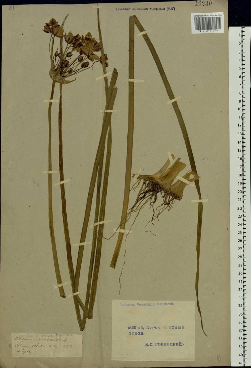 Butomus umbellatus L., Eastern Europe, Central forest-and-steppe region (E6) (Russia)