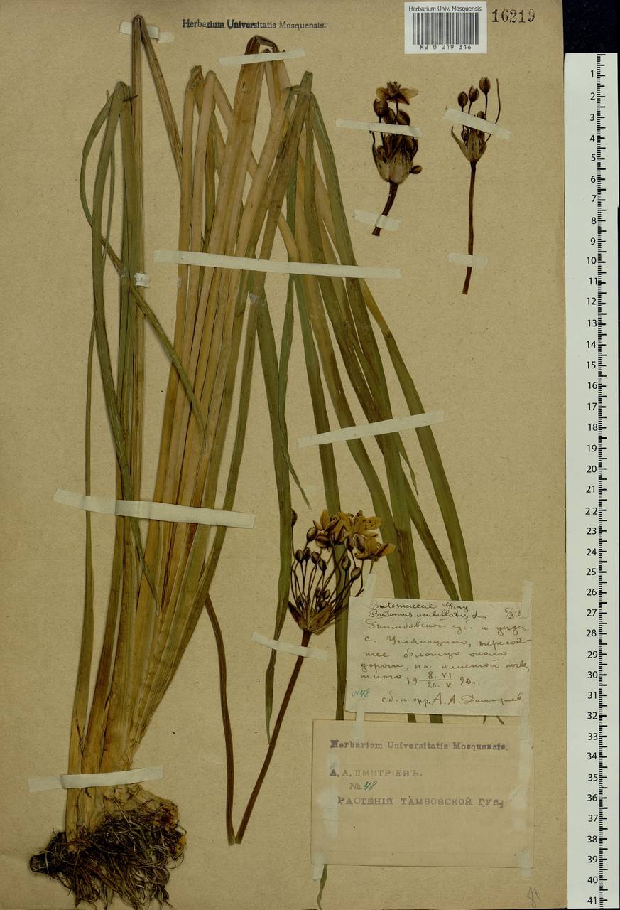 Butomus umbellatus L., Eastern Europe, Central forest-and-steppe region (E6) (Russia)