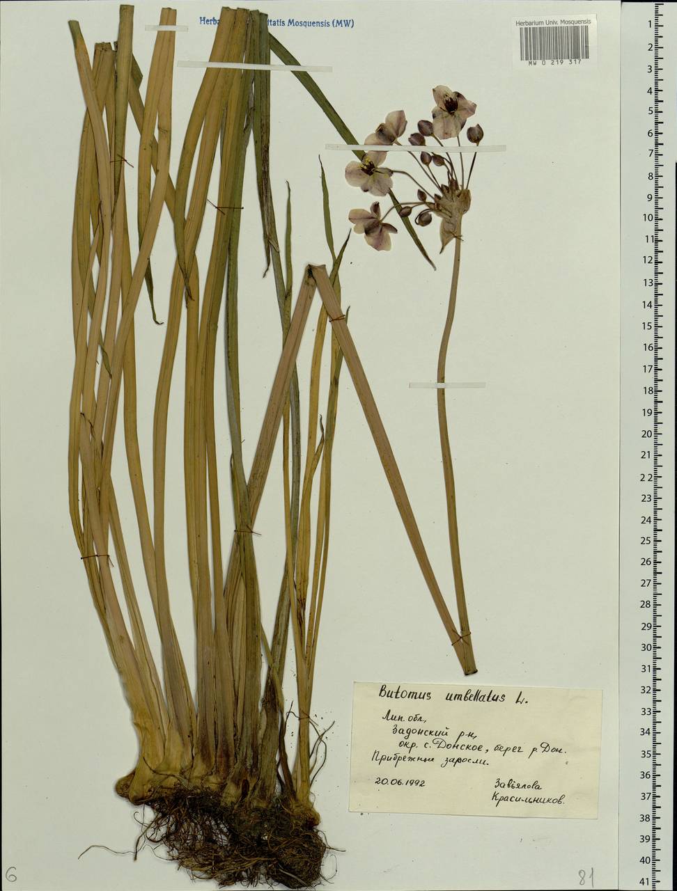 Butomus umbellatus L., Eastern Europe, Central forest-and-steppe region (E6) (Russia)