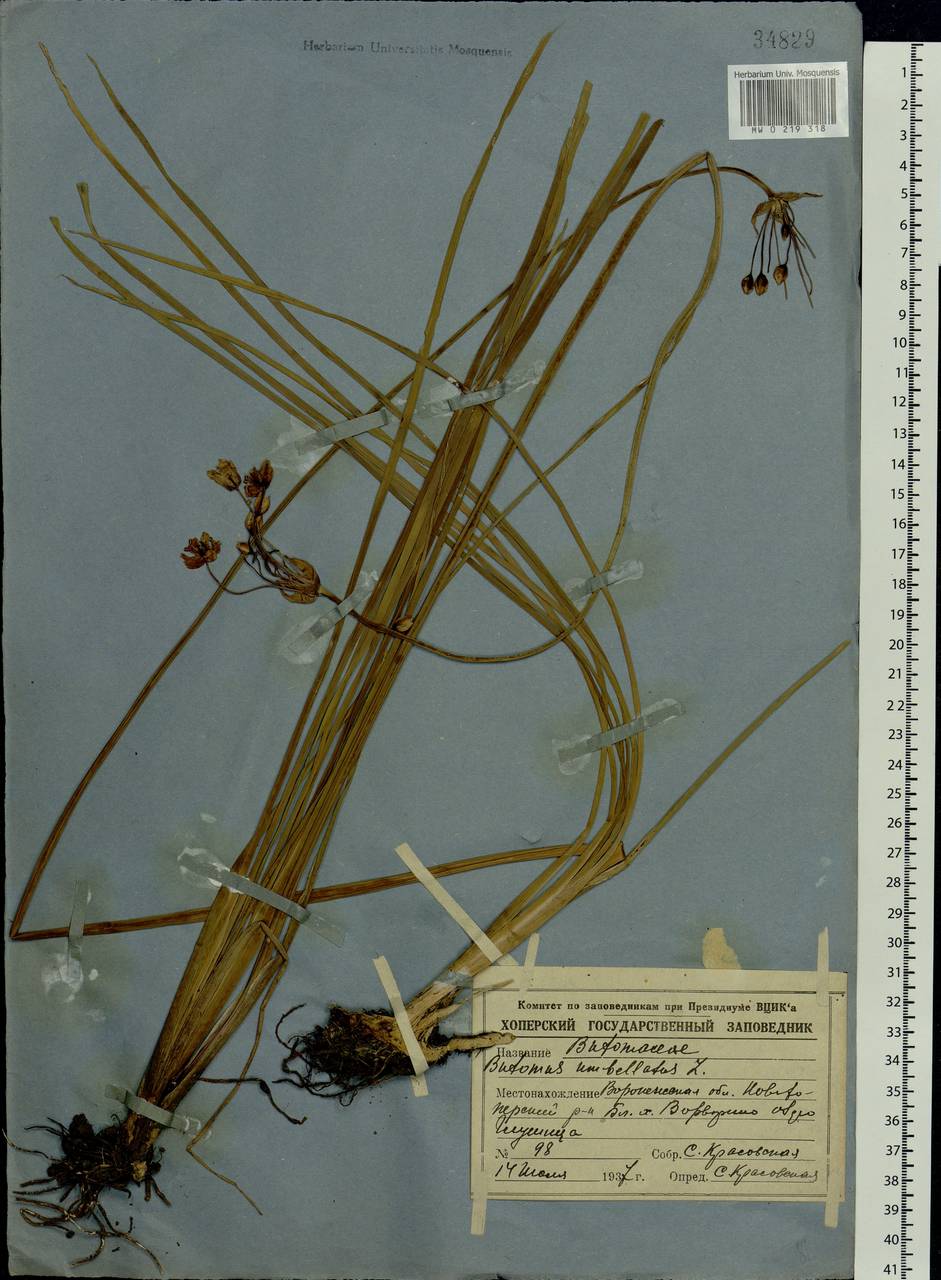 Butomus umbellatus L., Eastern Europe, Central forest-and-steppe region (E6) (Russia)