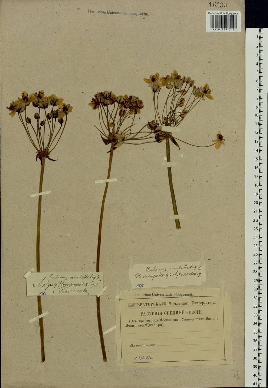 Butomus umbellatus L., Eastern Europe, Volga-Kama region (E7) (Russia)