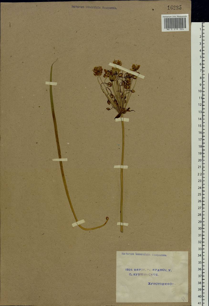 Butomus umbellatus L., Eastern Europe, Volga-Kama region (E7) (Russia)