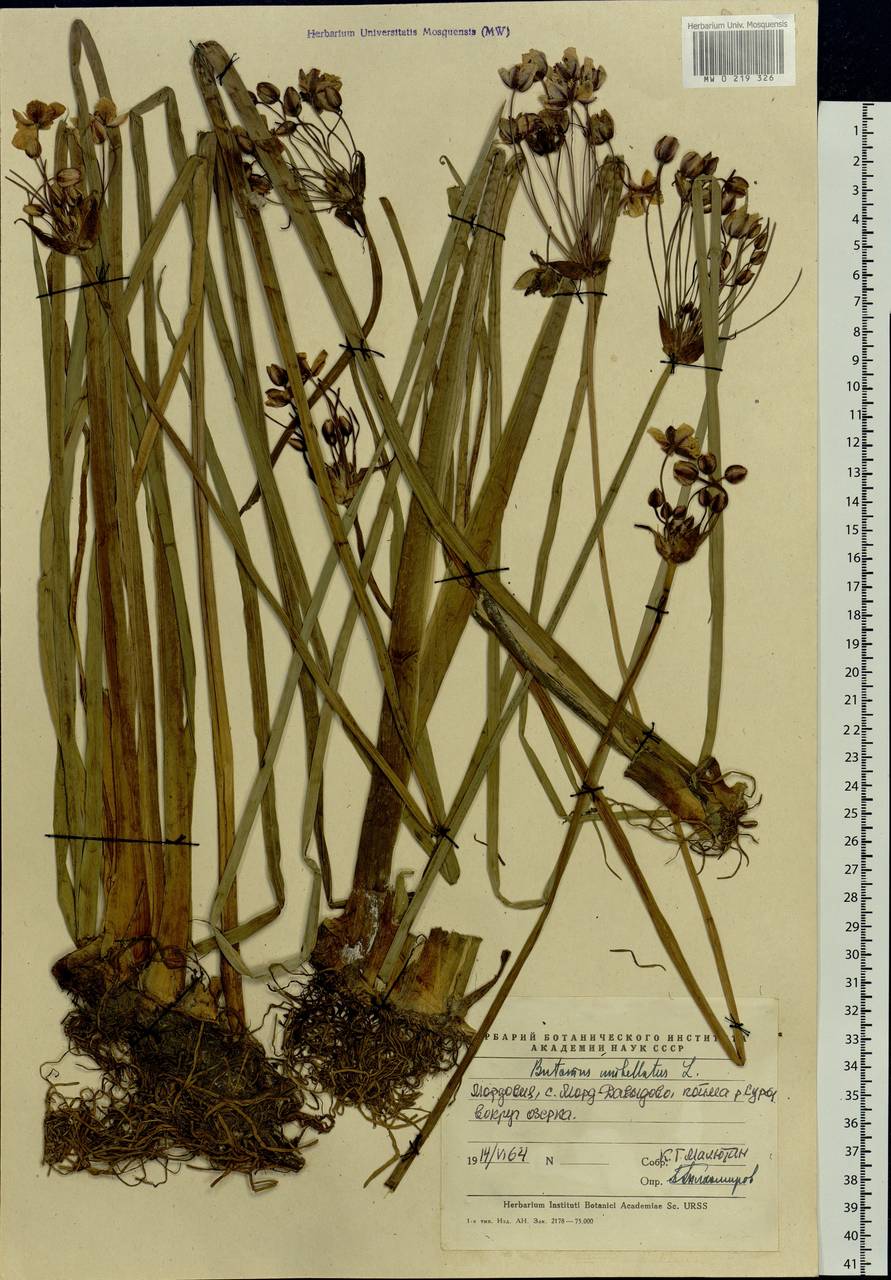 Butomus umbellatus L., Eastern Europe, Middle Volga region (E8) (Russia)