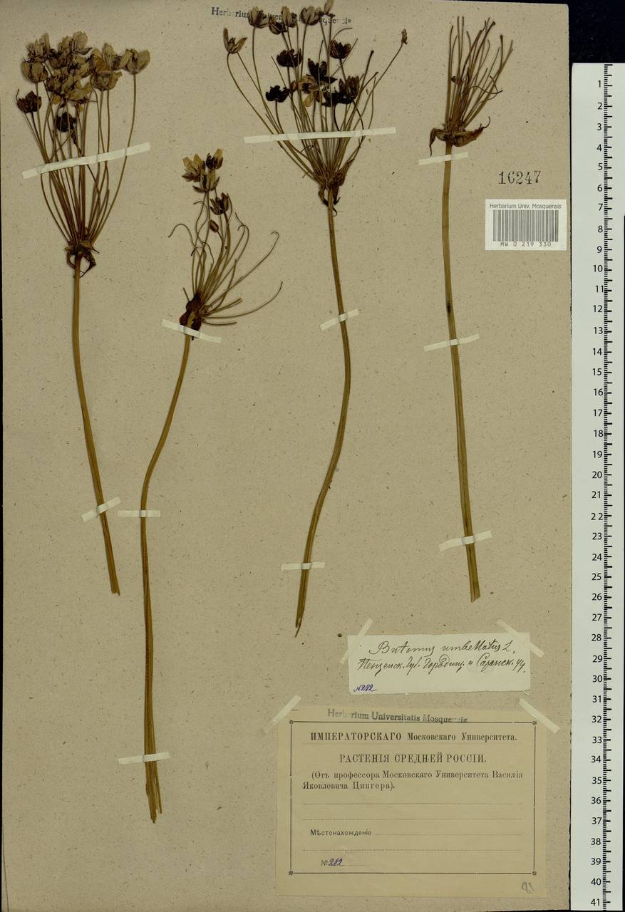 Butomus umbellatus L., Eastern Europe, Middle Volga region (E8) (Russia)