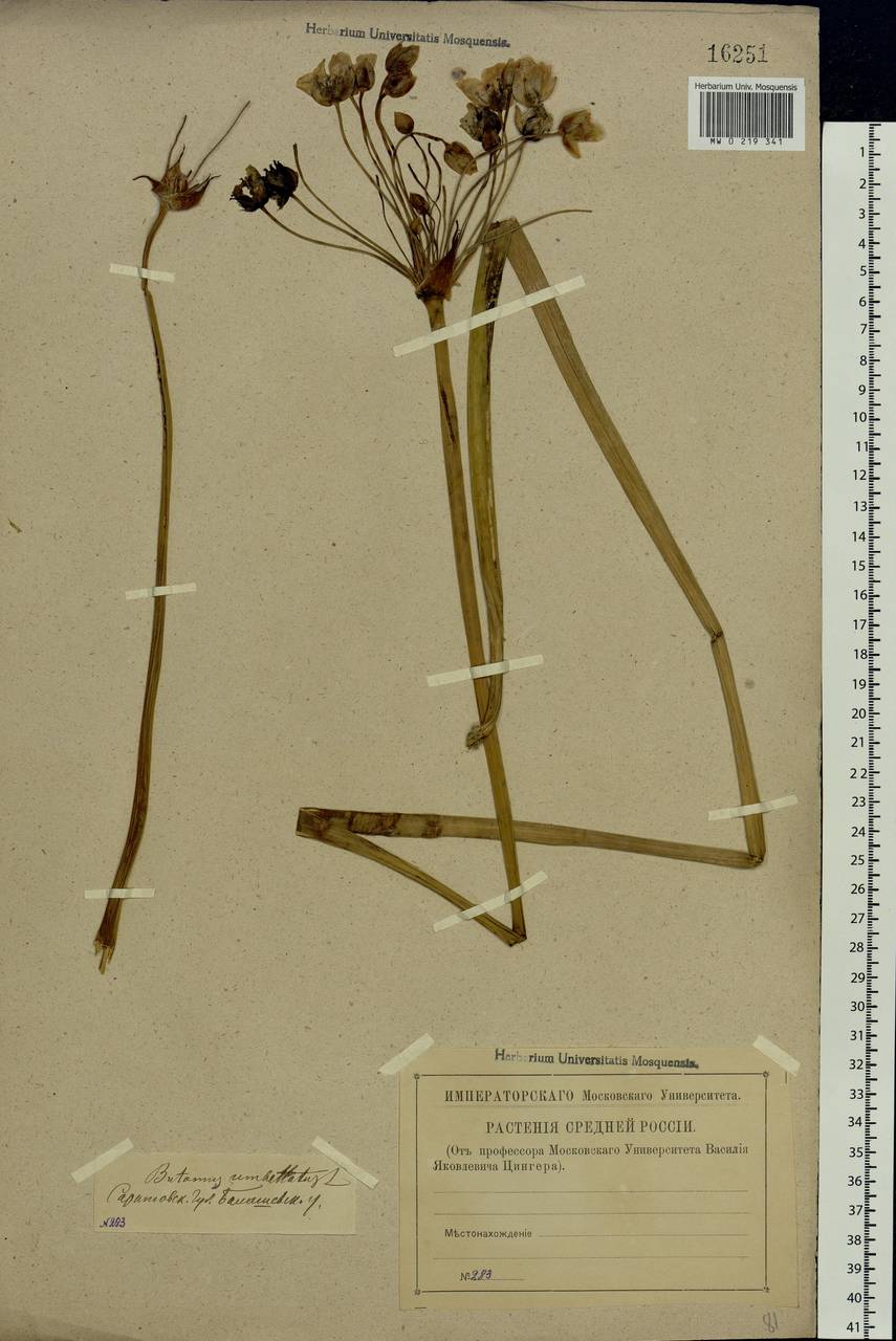 Butomus umbellatus L., Eastern Europe, Lower Volga region (E9) (Russia)