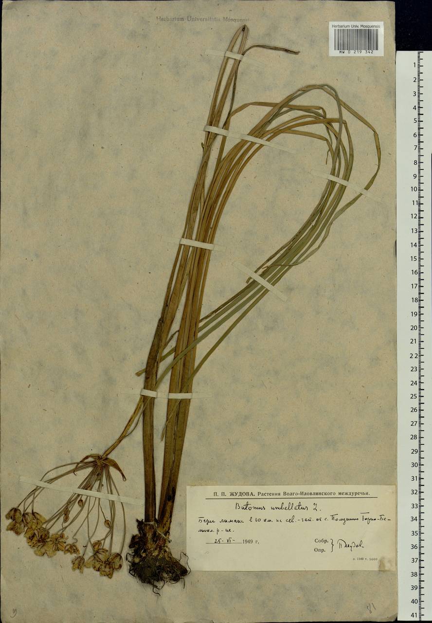 Butomus umbellatus L., Eastern Europe, Lower Volga region (E9) (Russia)