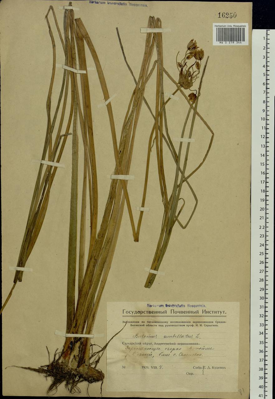 Butomus umbellatus L., Eastern Europe, Middle Volga region (E8) (Russia)