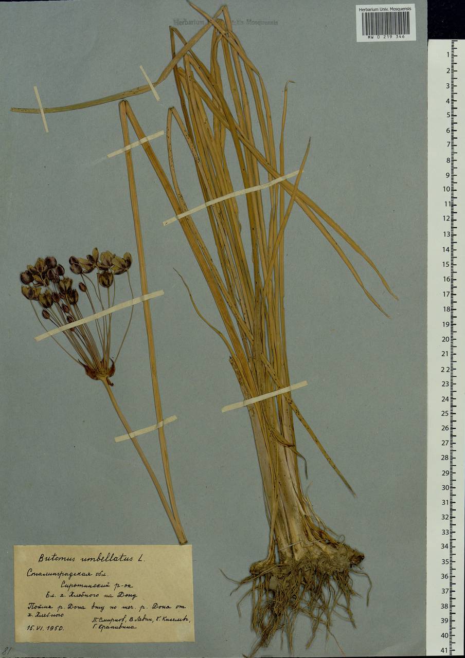 Butomus umbellatus L., Eastern Europe, Lower Volga region (E9) (Russia)