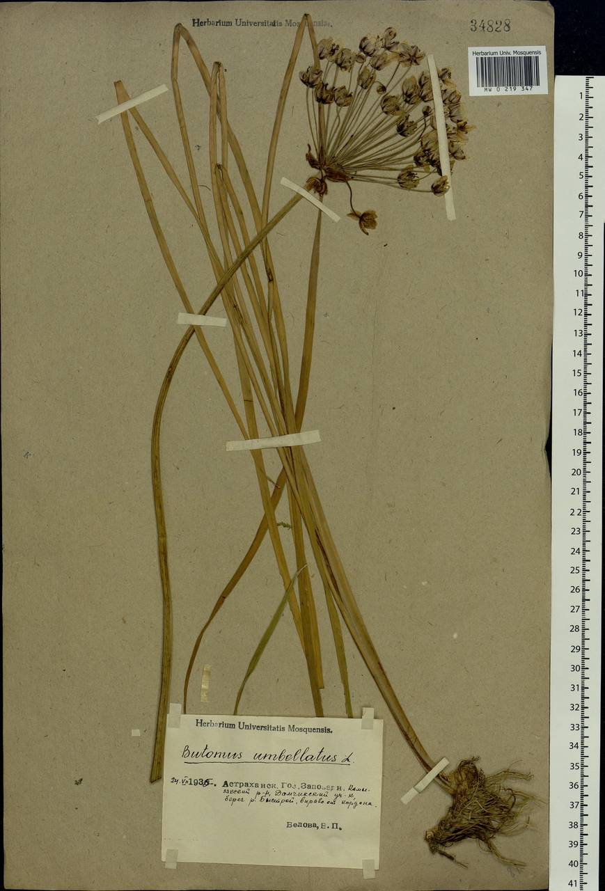 Butomus umbellatus L., Eastern Europe, Lower Volga region (E9) (Russia)