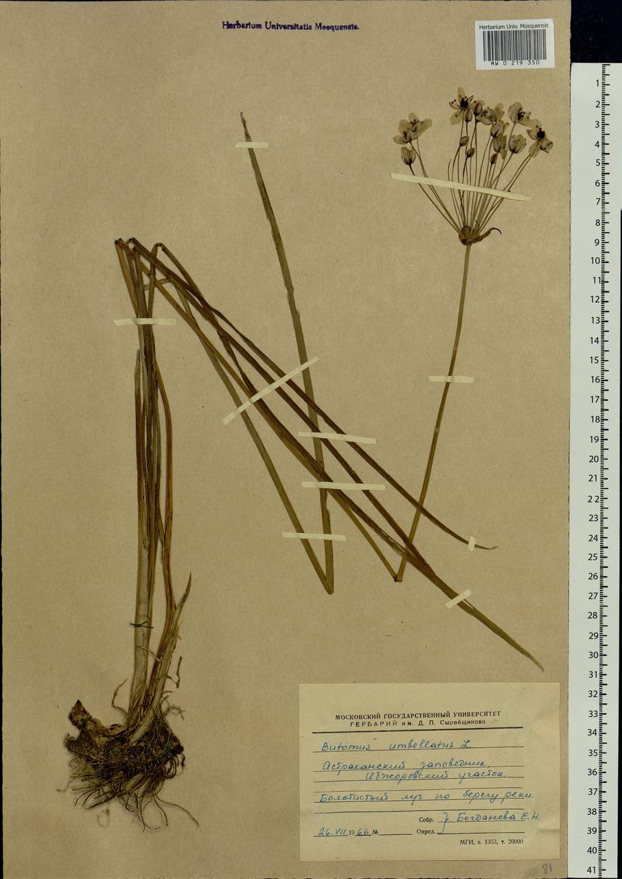 Butomus umbellatus L., Eastern Europe, Lower Volga region (E9) (Russia)