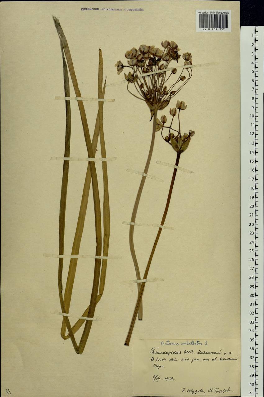 Butomus umbellatus L., Eastern Europe, Eastern region (E10) (Russia)