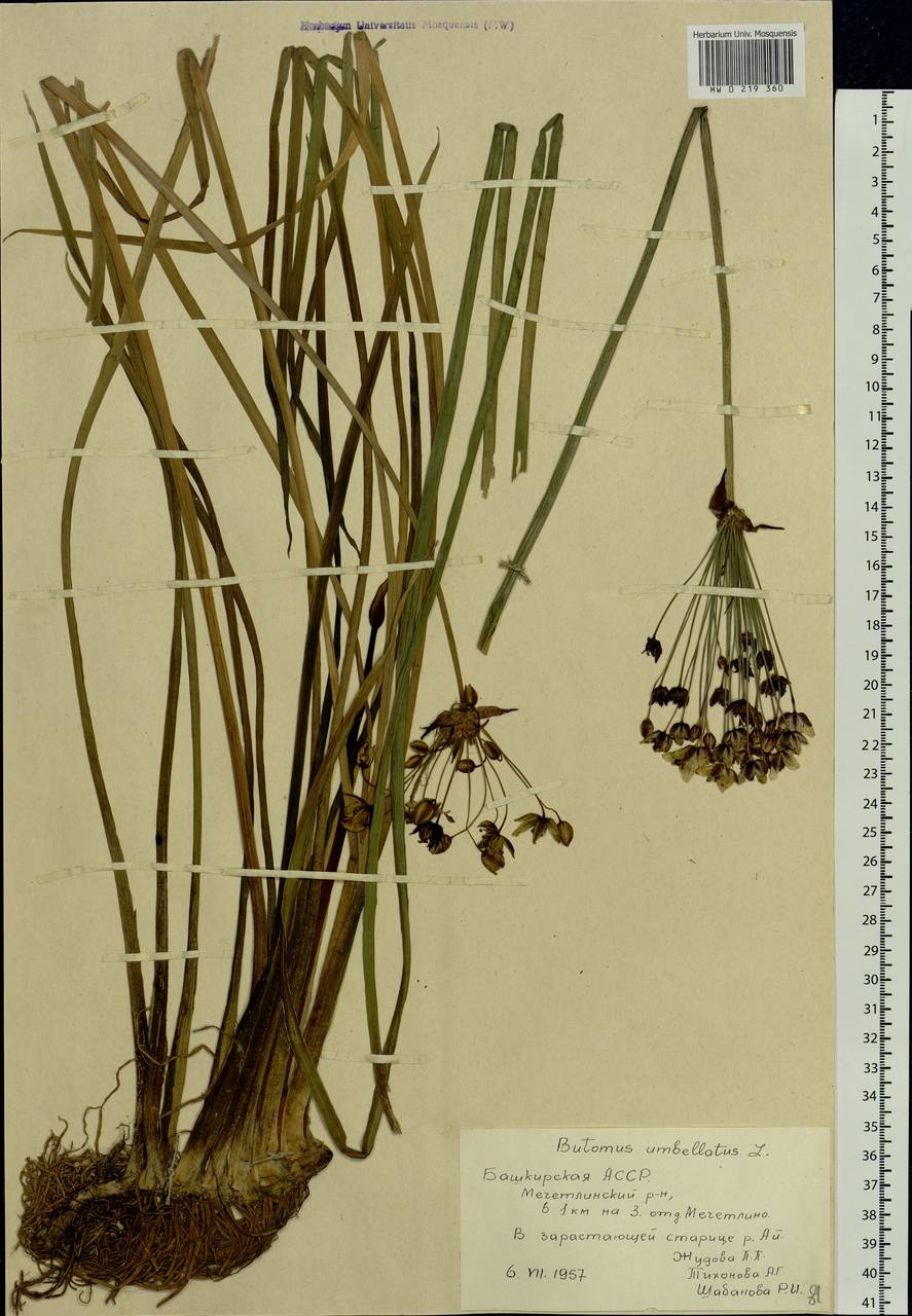 Butomus umbellatus L., Eastern Europe, Eastern region (E10) (Russia)