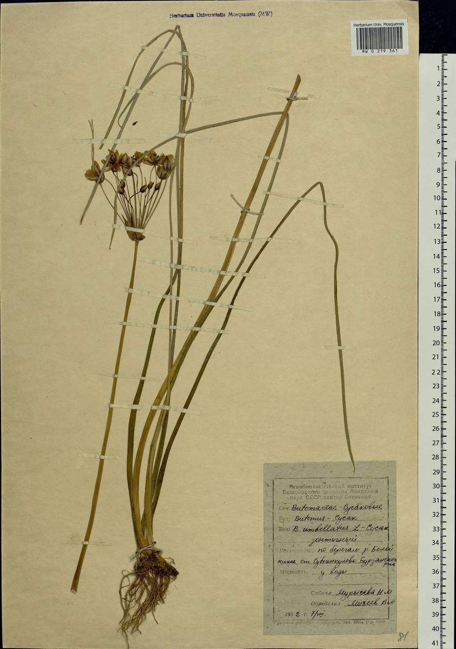 Butomus umbellatus L., Eastern Europe, Eastern region (E10) (Russia)