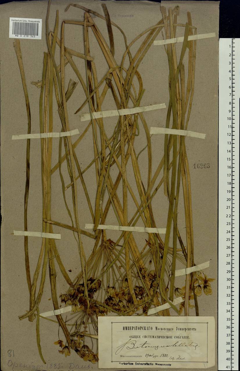 Butomus umbellatus L., Eastern Europe, Eastern region (E10) (Russia)