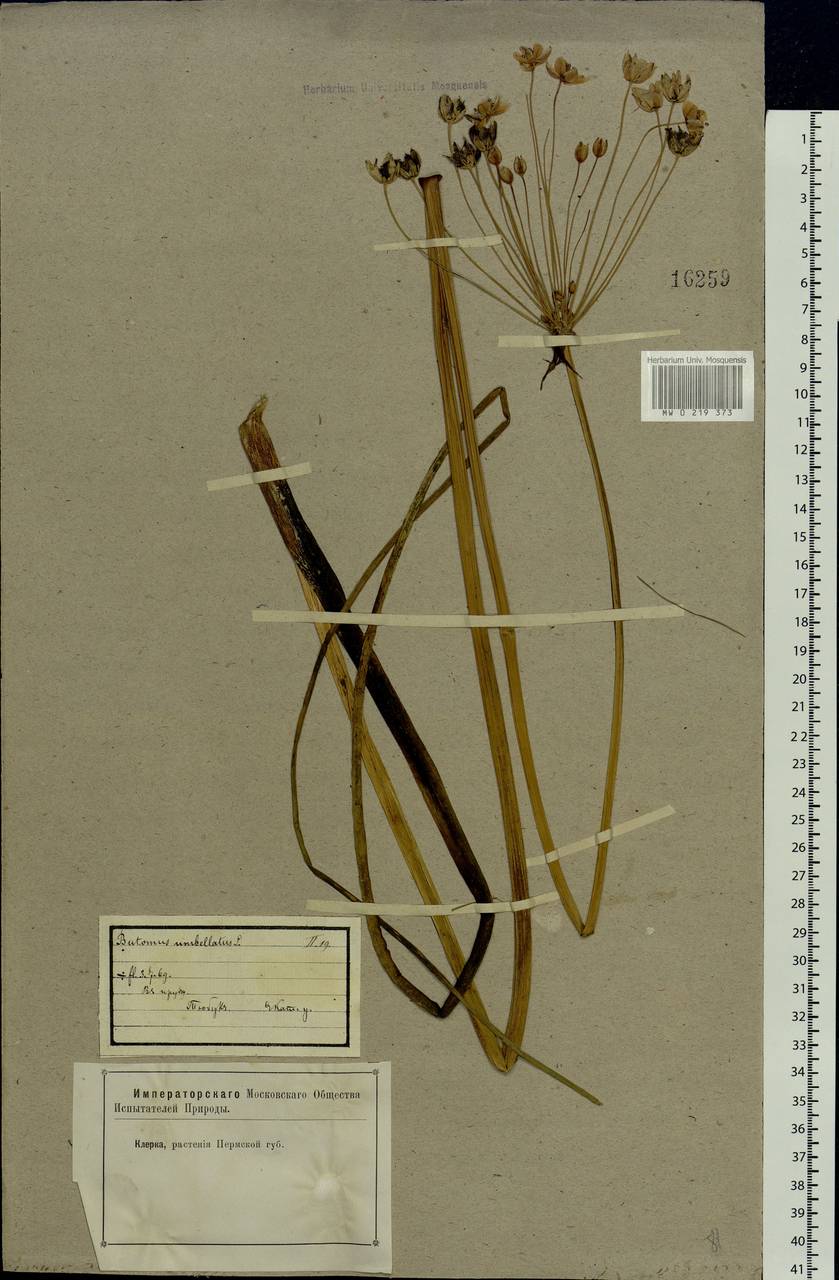 Butomus umbellatus L., Eastern Europe, Eastern region (E10) (Russia)