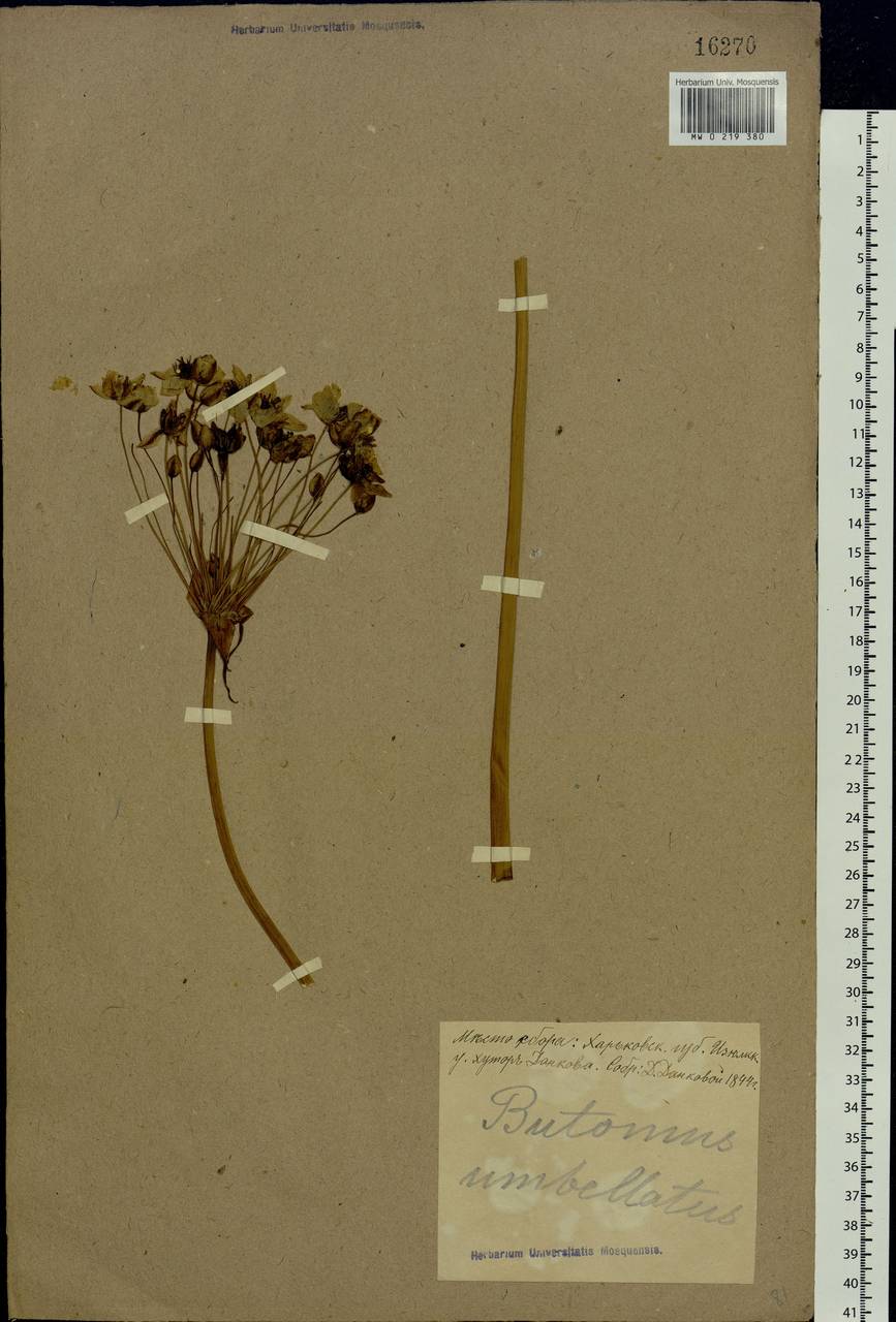 Butomus umbellatus L., Eastern Europe, North Ukrainian region (E11) (Ukraine)