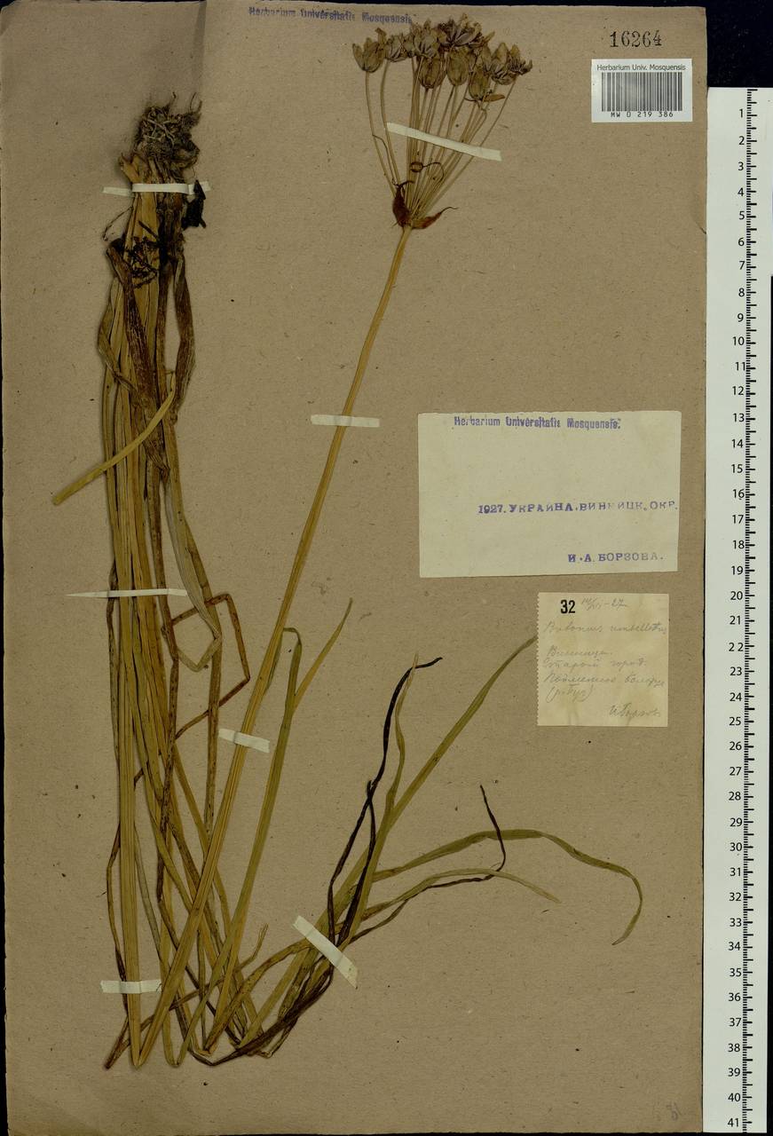 Butomus umbellatus L., Eastern Europe, South Ukrainian region (E12) (Ukraine)