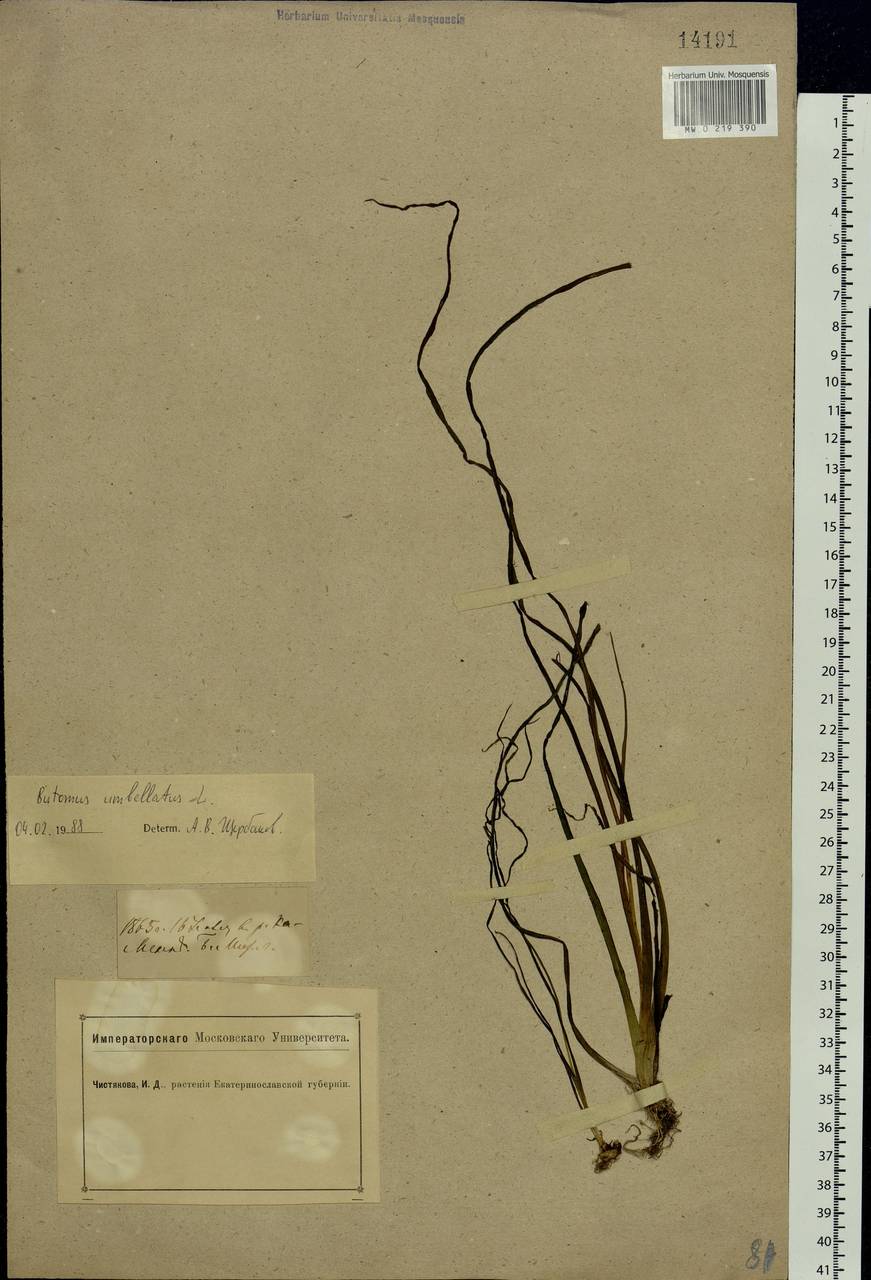 Butomus umbellatus L., Eastern Europe, South Ukrainian region (E12) (Ukraine)