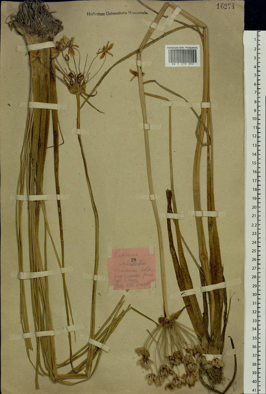 Butomus umbellatus L., Eastern Europe, South Ukrainian region (E12) (Ukraine)