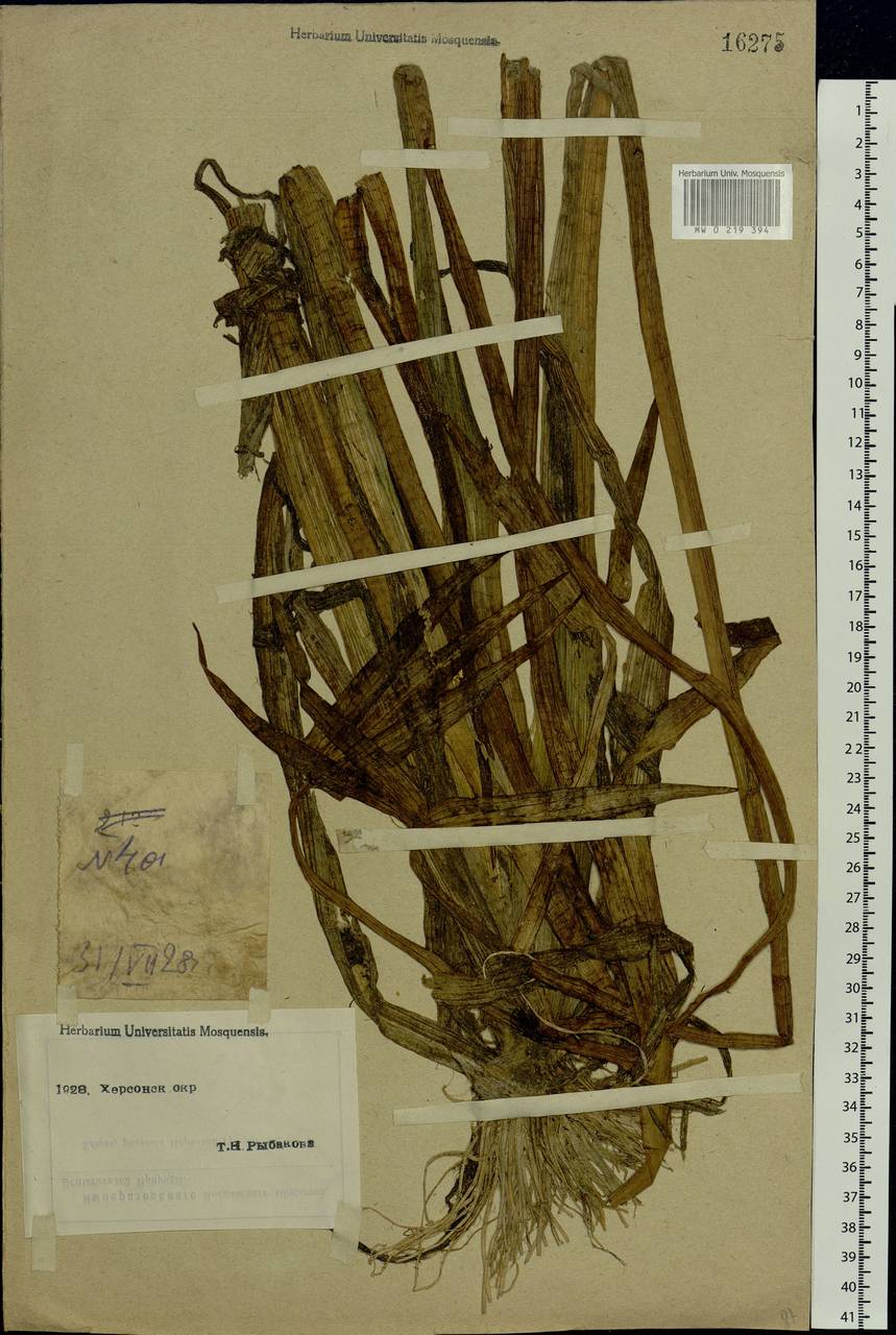 Butomus umbellatus L., Eastern Europe, South Ukrainian region (E12) (Ukraine)