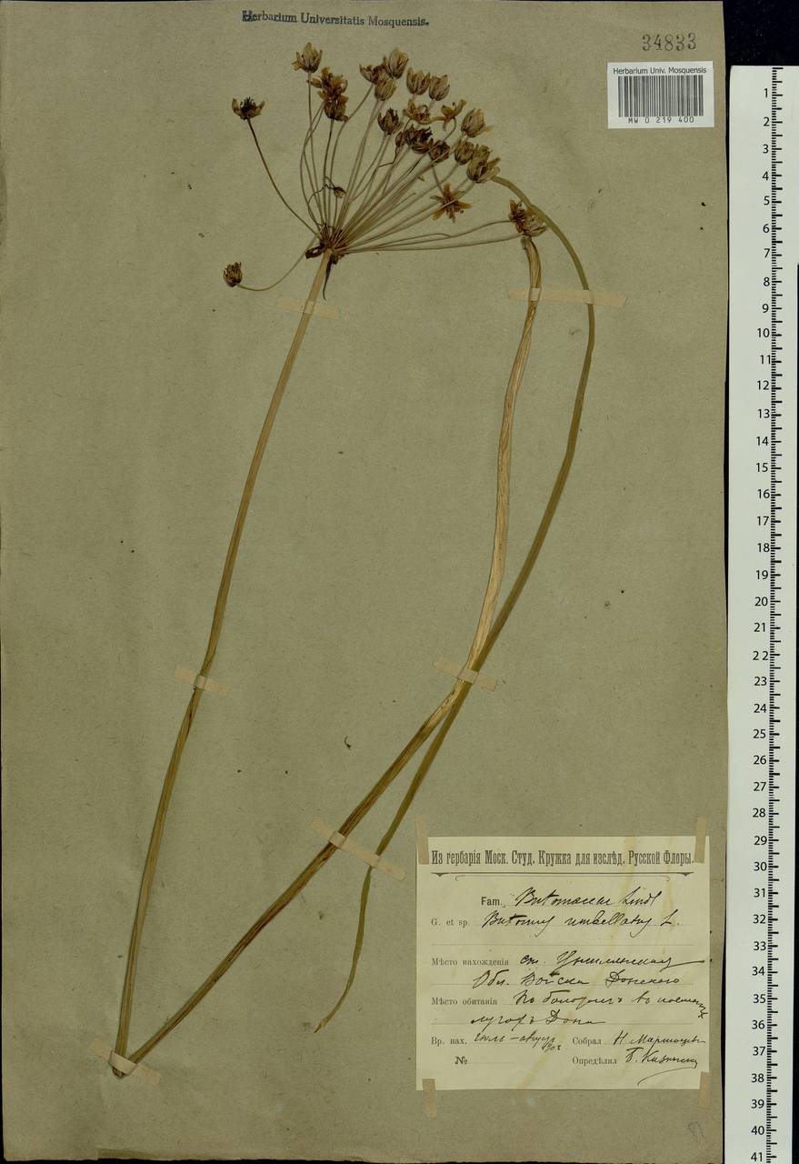 Butomus umbellatus L., Eastern Europe, Rostov Oblast (E12a) (Russia)