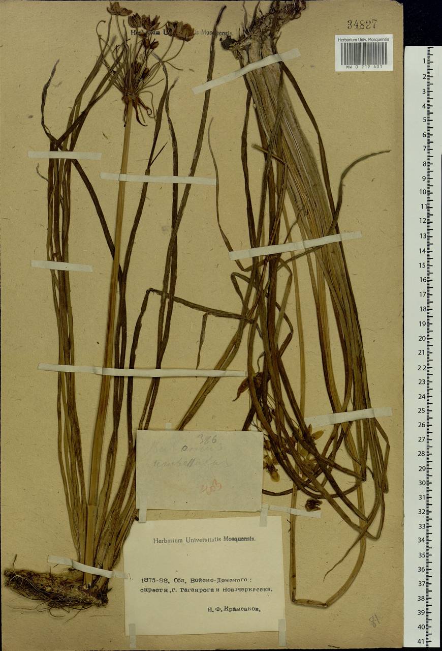 Butomus umbellatus L., Eastern Europe, Rostov Oblast (E12a) (Russia)