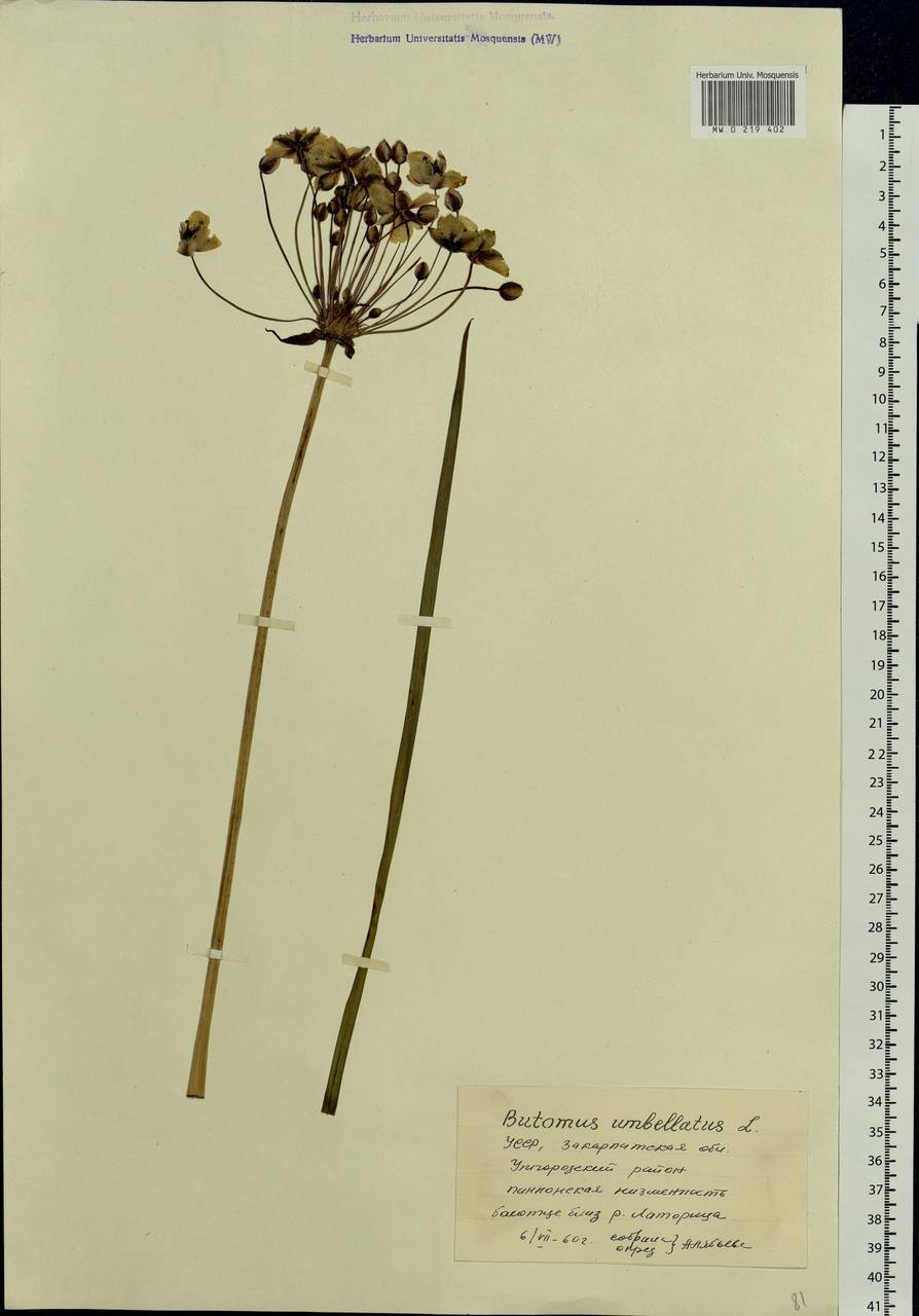 Butomus umbellatus L., Eastern Europe, West Ukrainian region (E13) (Ukraine)