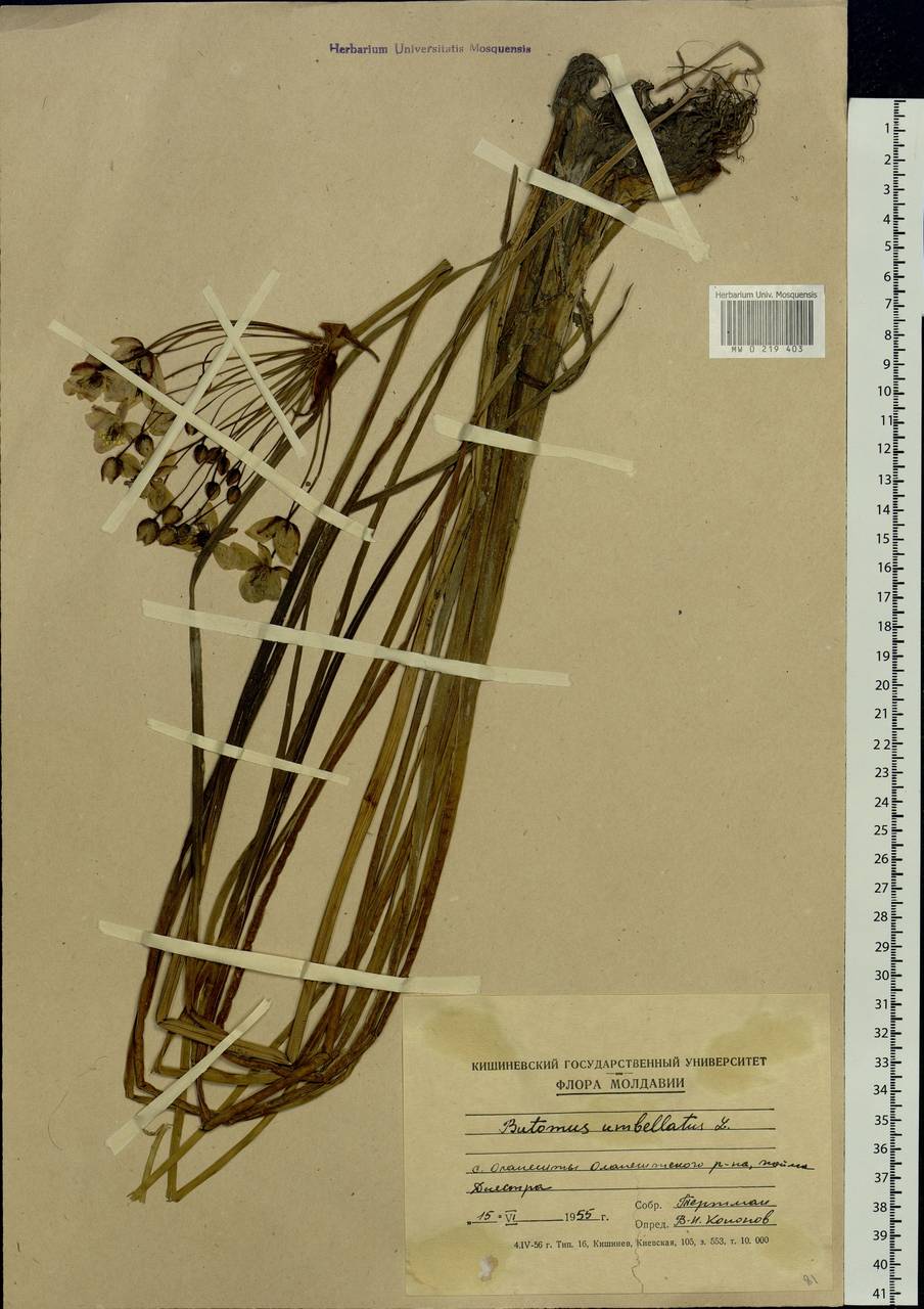 Butomus umbellatus L., Eastern Europe, Moldova (E13a) (Moldova)