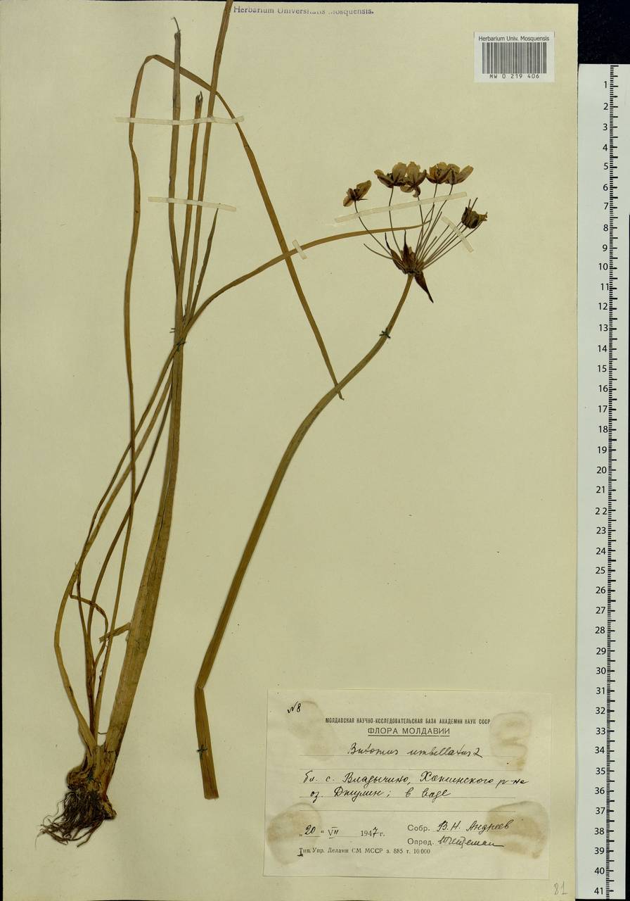 Butomus umbellatus L., Eastern Europe, Moldova (E13a) (Moldova)