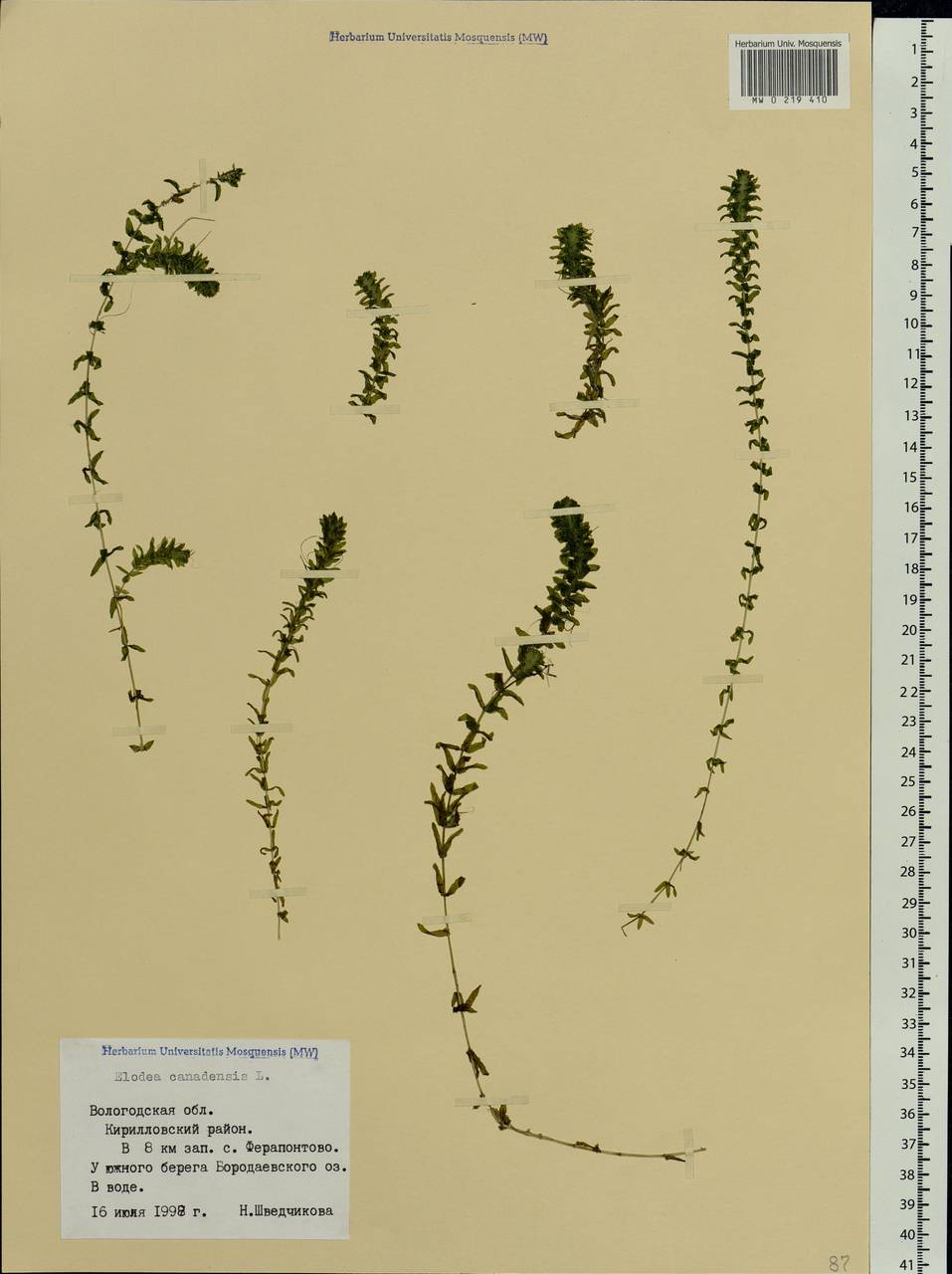 Elodea canadensis Michx., Eastern Europe, Northern region (E1) (Russia)