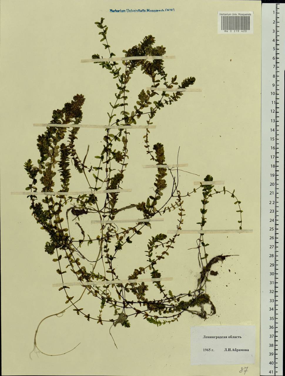 Elodea canadensis Michx., Eastern Europe, North-Western region (E2) (Russia)