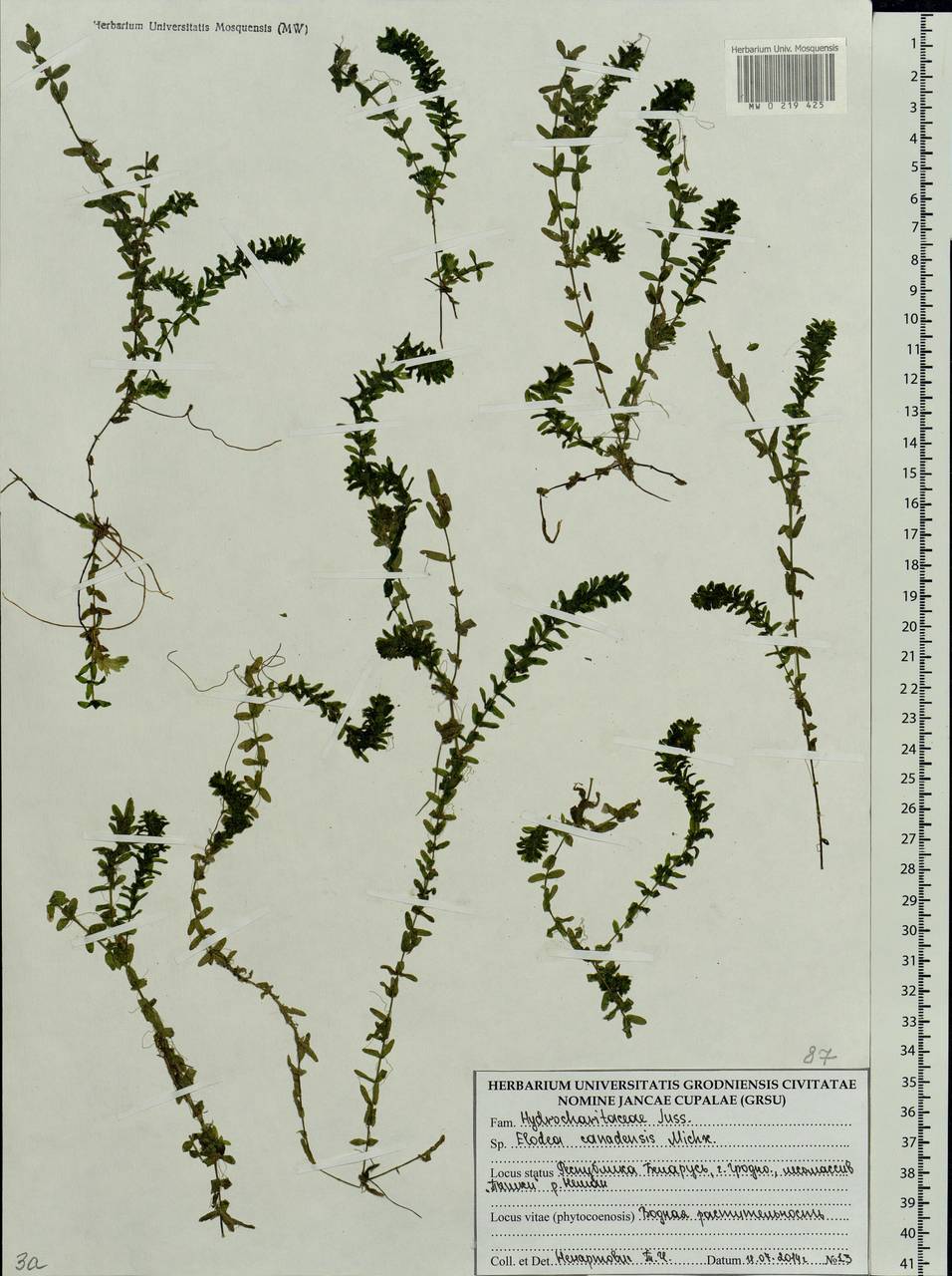 Elodea canadensis Michx., Eastern Europe, Belarus (E3a) (Belarus)