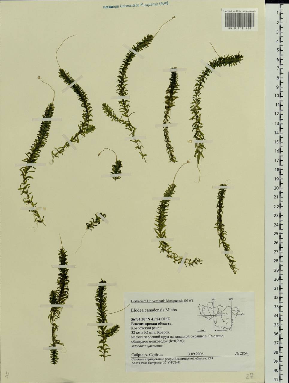 Elodea canadensis Michx., Eastern Europe, Central region (E4) (Russia)