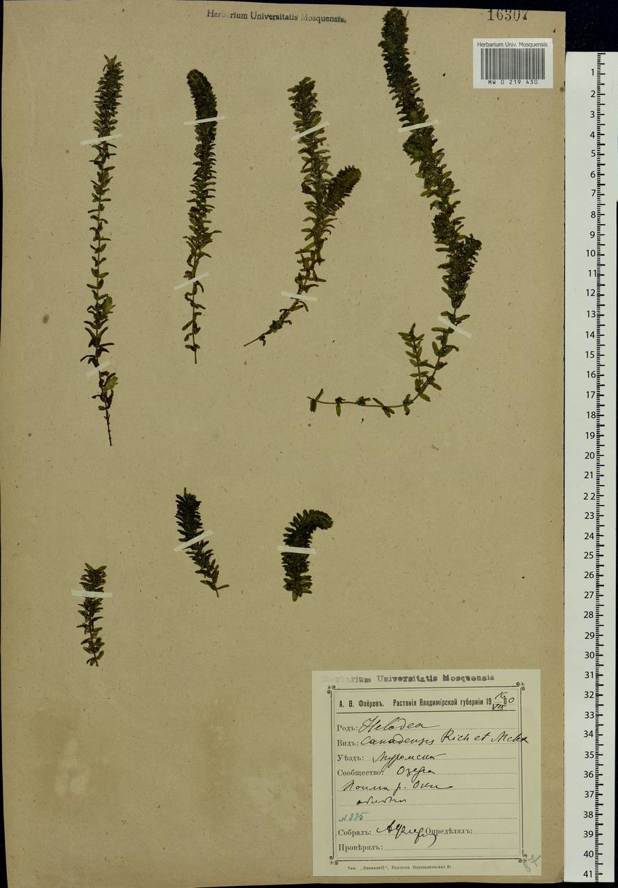 Elodea canadensis Michx., Eastern Europe, Central region (E4) (Russia)