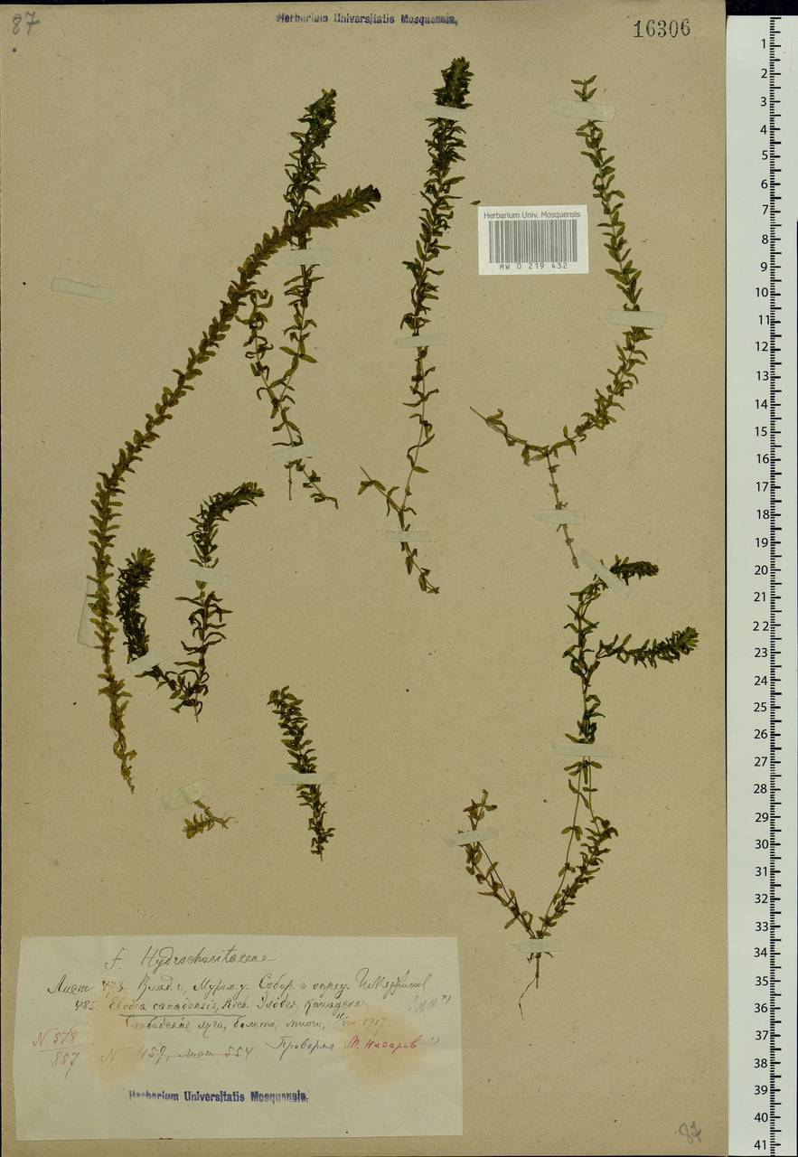 Elodea canadensis Michx., Eastern Europe, Central region (E4) (Russia)