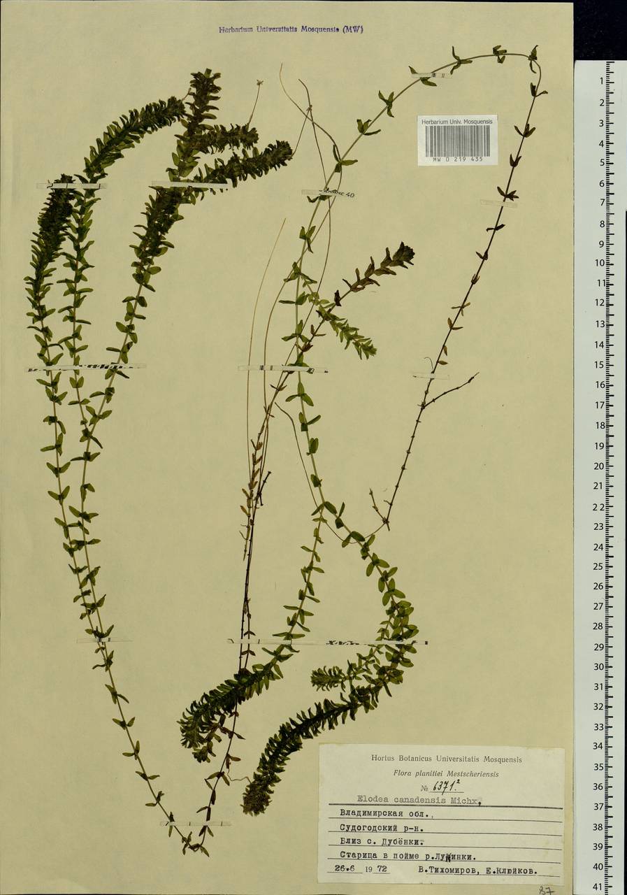 Elodea canadensis Michx., Eastern Europe, Central region (E4) (Russia)