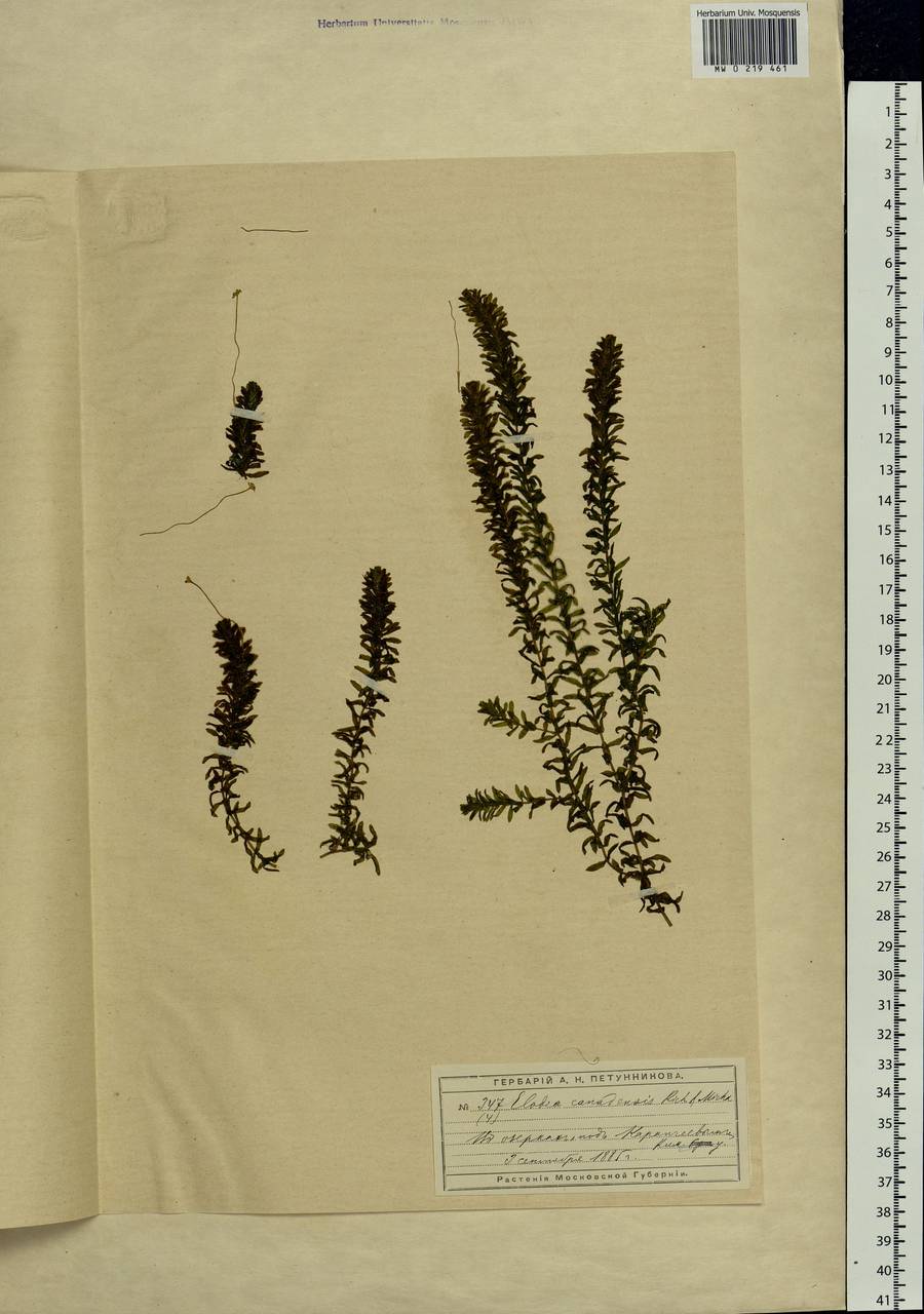 Elodea canadensis Michx., Eastern Europe, Moscow region (E4a) (Russia)