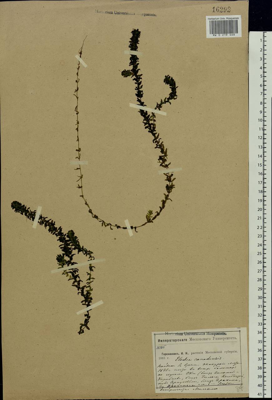 Elodea canadensis Michx., Eastern Europe, Moscow region (E4a) (Russia)