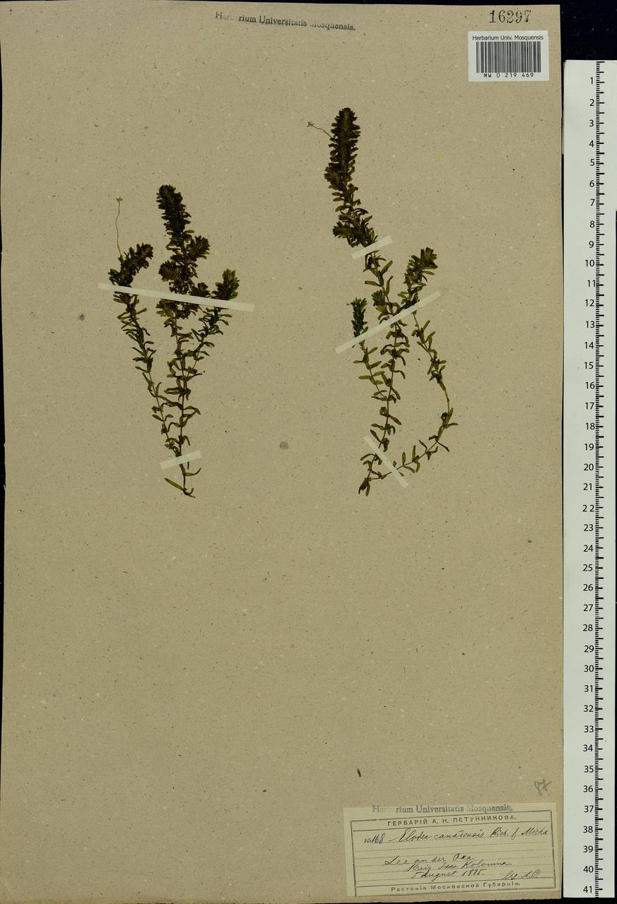 Elodea canadensis Michx., Eastern Europe, Moscow region (E4a) (Russia)