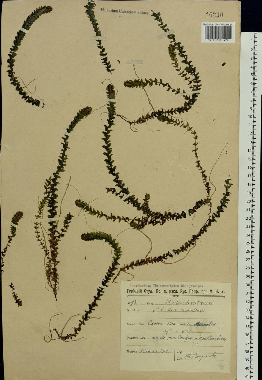 Elodea canadensis Michx., Eastern Europe, Moscow region (E4a) (Russia)